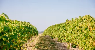 Géocaching Terra Aventura : In Vigny Veritas