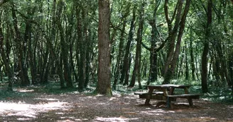 Aire de pique nique des Terres-rouges - Forêt de Benon