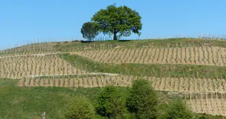 Domaine de la Côte Ste Epine