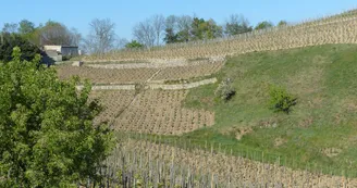 Domaine de la Côte Ste Epine