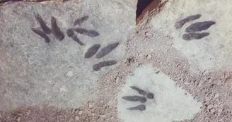 Sur les traces des premiers dinosaures
