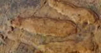 Sur les traces des premiers dinosaures