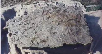 Sur les traces des premiers dinosaures