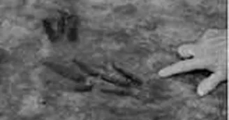 Sur les traces des premiers dinosaures