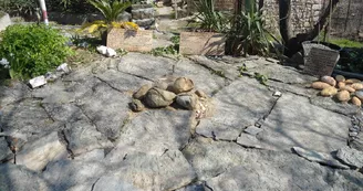 Sur les traces des premiers dinosaures