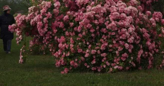 Roseraie des Pommiers