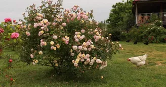 Roseraie des Pommiers