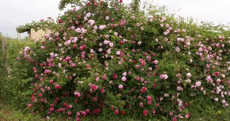 Roseraie des Pommiers