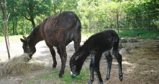 Balade avec les ânes bâtés de Balad'âne