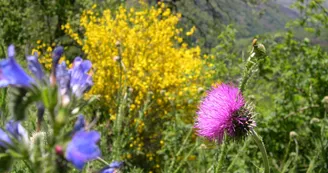 Jardin botanique de la Grangeasse