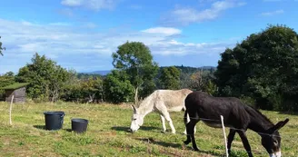 Les Soleillas - Tente saharienne (1-5 pers.)