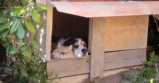 Les Soleillas - Tente saharienne (1-5 pers.)