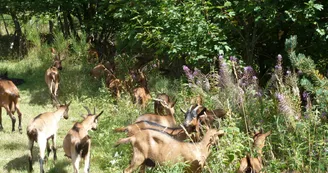 Gîte d'étape " La Louisette "