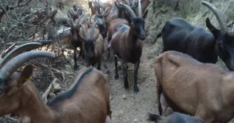 Gîte d'étape " La Louisette "