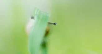Aurélien Lambert : photo et vidéo