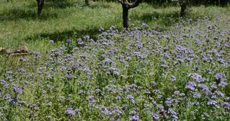 Chambre d'hôtes L'oiseau bleu