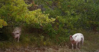 Gaec de la Ferme des 2 Sources