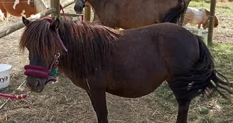 Balades à poneys avec l'Ecurie des quatre Soleils