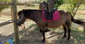 Balades à poneys avec l'Ecurie des quatre Soleils