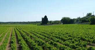 Les Vignes