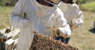 Les abeilles de Jojo et Angy