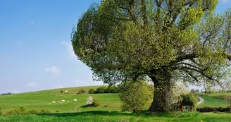 Les Baumes de Tersanne - village de gîtes