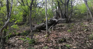 Le Temps Suspendu - Hébergement insolite (POD)