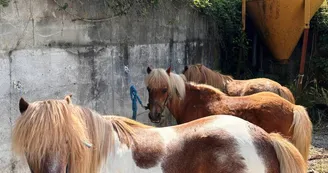 Les Poneys de la Fontaine - Balades à poney pour les enfants