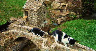 Le monde merveilleux du pic des fées - Le Ron des Fades