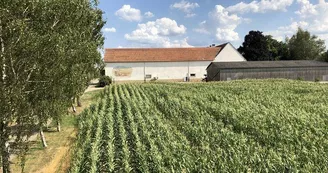 Labyrinthe de maïs géant
