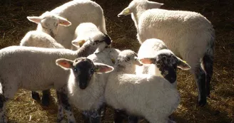 Bergerie de Straiture