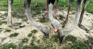 Réserve de Beaumarchais, Autrèche - Autruches