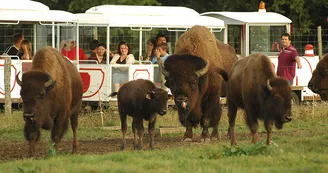 Réserve de Beaumarchais, Autrèche - Bisons d'Amérique
