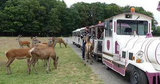 Réserve de Beaumarchais, Autrèche - Cerfs et biches