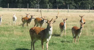 Réserve de Beaumarchais, Autrèche - Daims