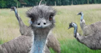 Réserve de Beaumarchais, Autrèche - Emeus