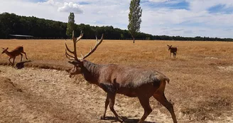 Safari-train, réserve de Beaumarchais.