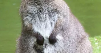 Réserve de Beaumarchais, Autrèche - Wallaby de Bennett