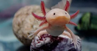 Axolotl