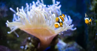 CLOWN+ANEMONE