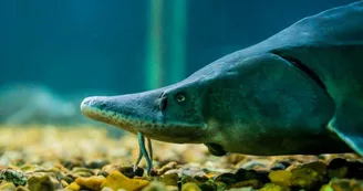 Esturgeon
