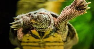 Tortue Aquatique