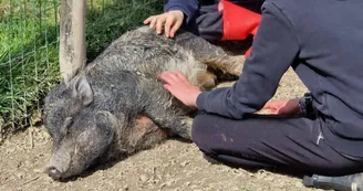 Mini ferme Domaine de la Borderie