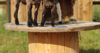 Mini ferme Domaine de la Borderie