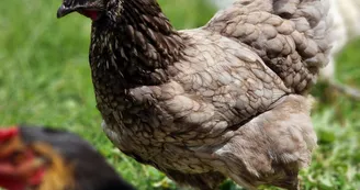 Mini ferme Domaine de la Borderie