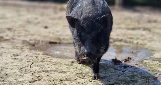 Mini ferme Domaine de la Borderie