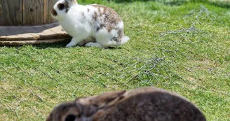 Mini ferme Domaine de la Borderie