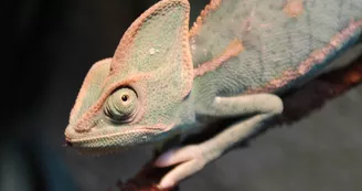 Basiliscus plumifrons