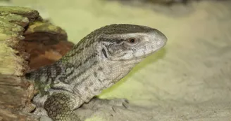 Basiliscus plumifrons