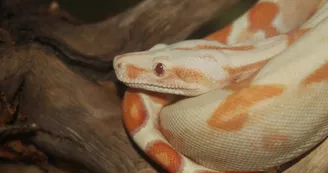 Basiliscus plumifrons